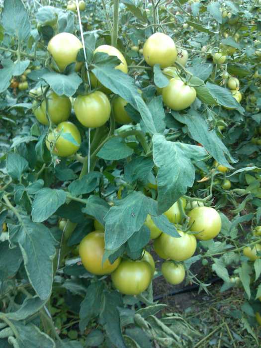 Pomidor9