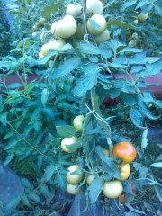 Pomidor10