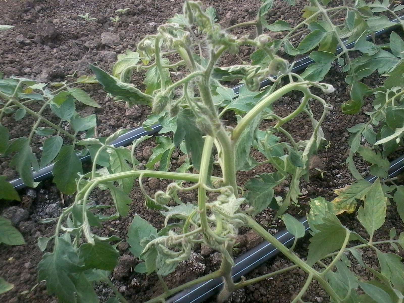 Откланнени в росте томатов