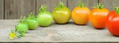 Как растет томат