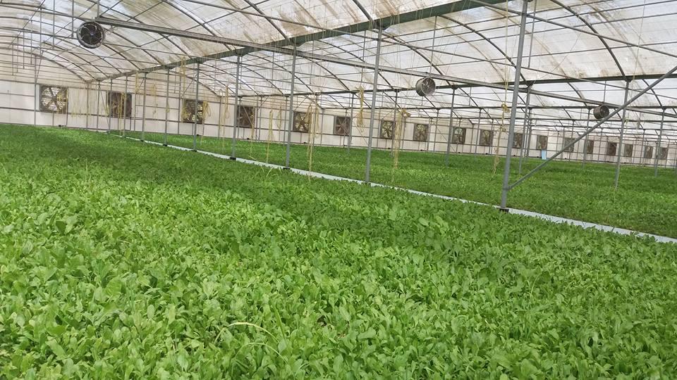 Выращивание шпината в теплице - Салат и зеленные - GreenTalk.ru