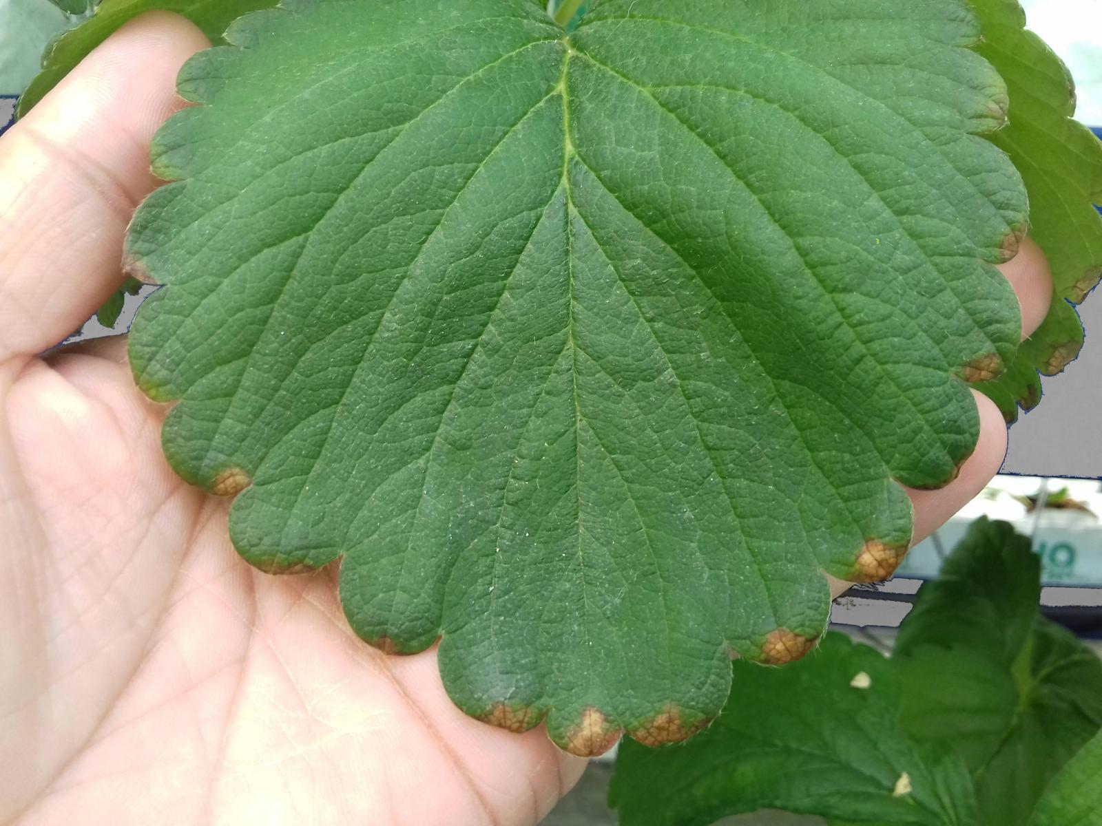 Листья клубники в дырках