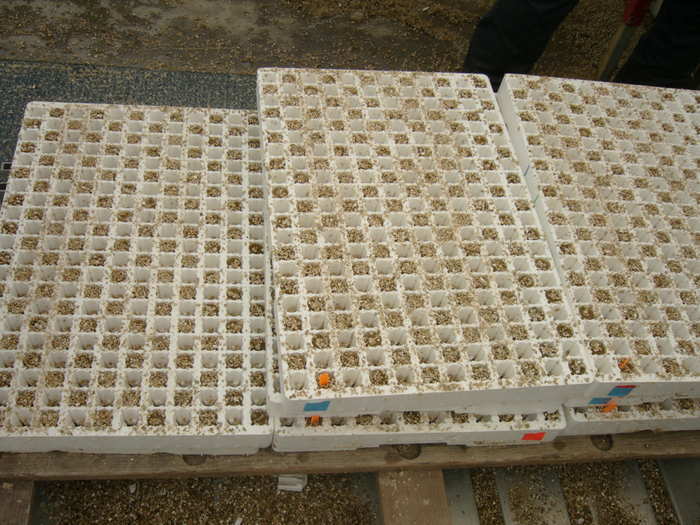 Ячейки с минеральной ватой для выращивания сеянцев