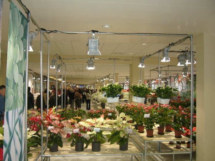 Разные цветы с выставки НТВ в Амстердаме в 2006 году.