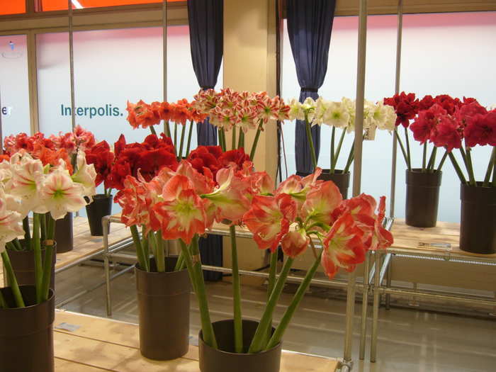 Разные цветы с выставки НТВ в Амстердаме в 2006 году.