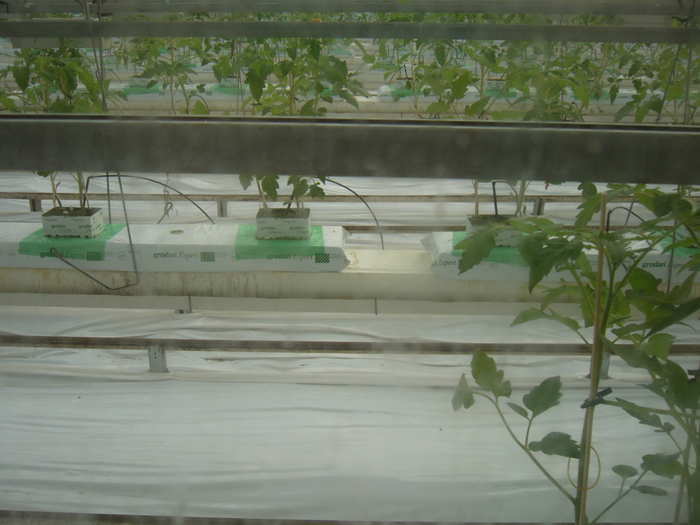 Выращивание томата в теплице с искусственной досветкой.