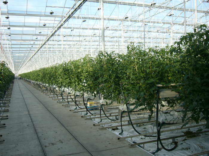 Выращивание томата в теплице с искусственной досветкой.