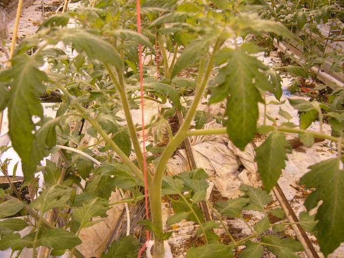 Выращивание томата в теплице с искусственным освещением
