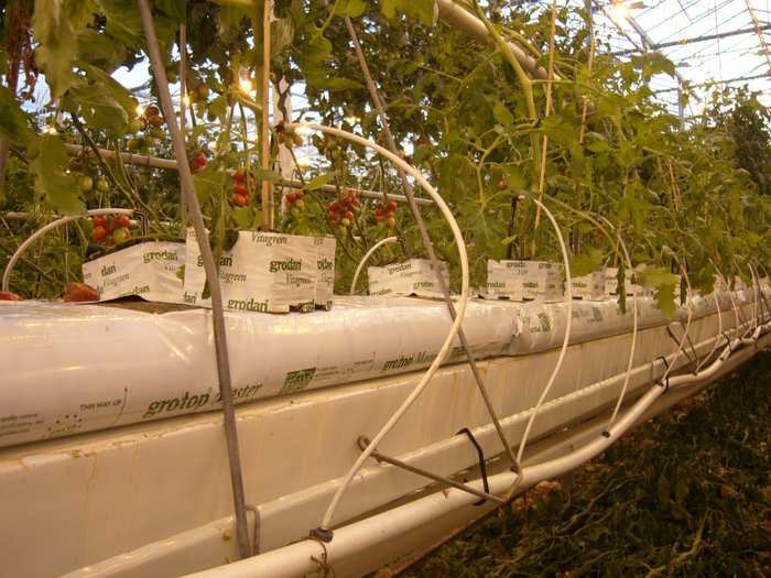 Выращивание томата в теплице с искусственным освещением