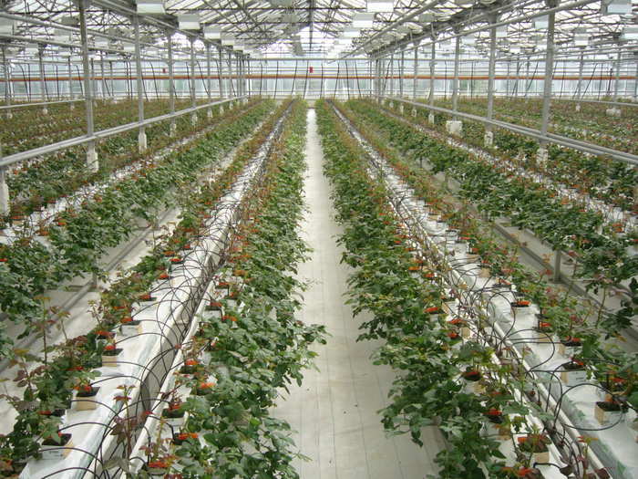 Выращивание роз в теплицах на минеральной вате методом малообъёмной гидропоники.