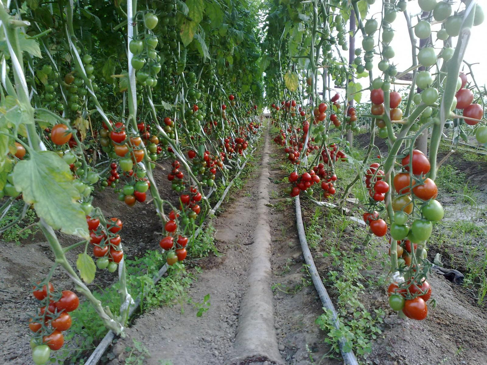 Черри томаты в Ташкенте