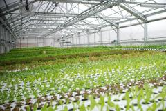 Выращивание салата и зелени в теплице