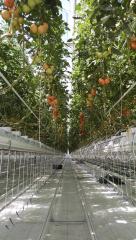 Выращивание томата в промышленной теплице