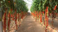 Выращивание томата черри в промышленной теплице