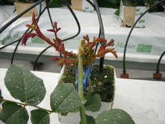 Выращивание роз в теплицах на минеральной вате методом малообъёмной гидропоники.