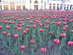 Тюльпаны на привокзальной площади в Томске