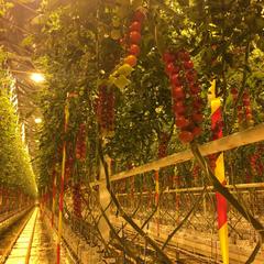 Выращивание томата в промышленных теплицах