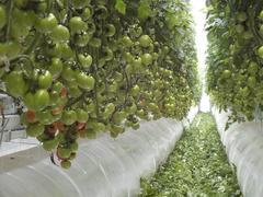Выращивание томата в промышленных теплицах Ультраклима UltraClima
