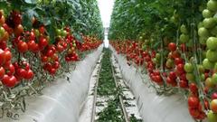 Так растут томаты в промышленной теплице 5-го поколения