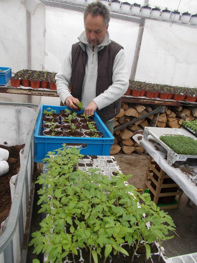 Выращивание томатной рассады на продажу