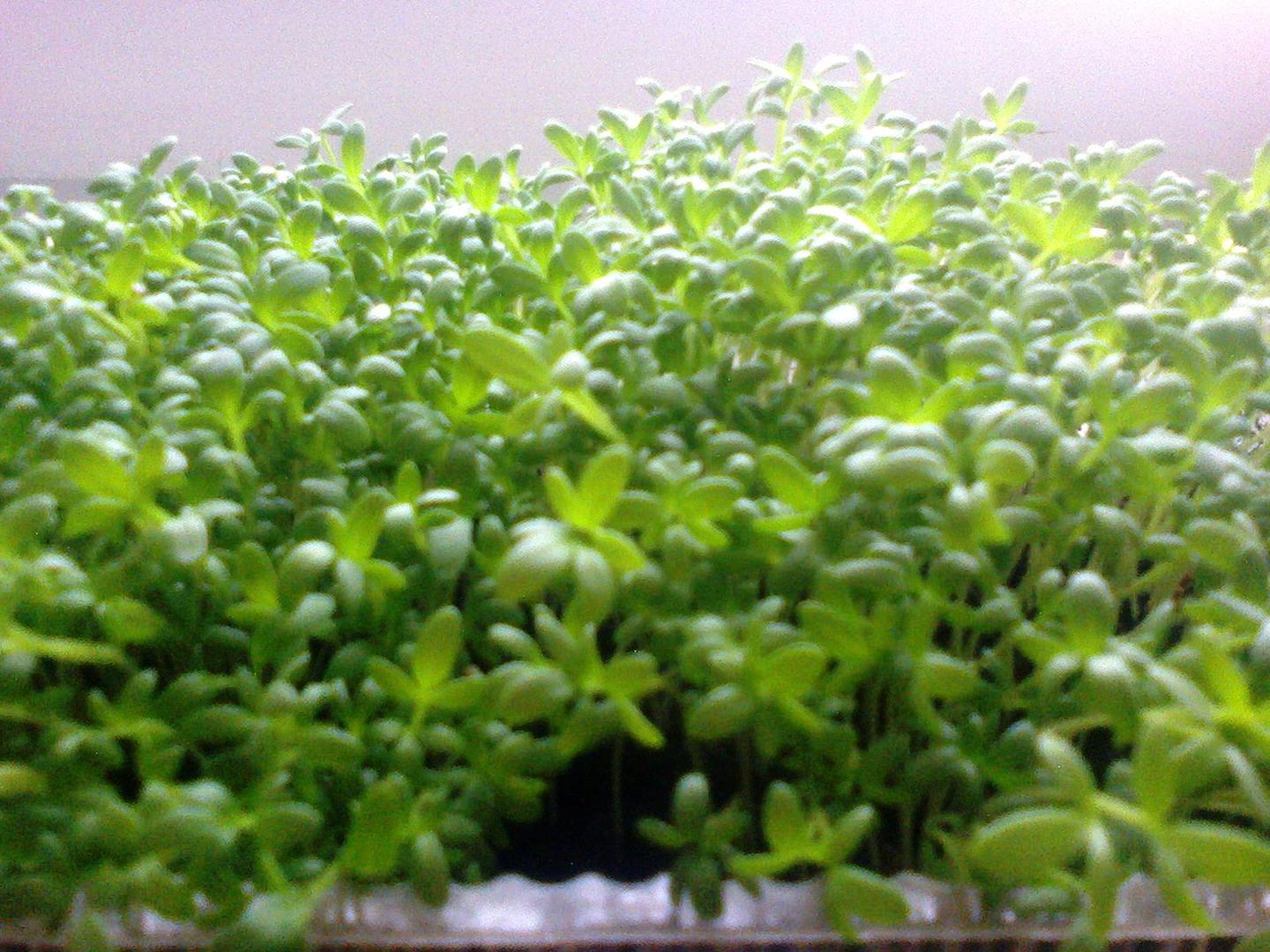 микрозелень кресс-салат