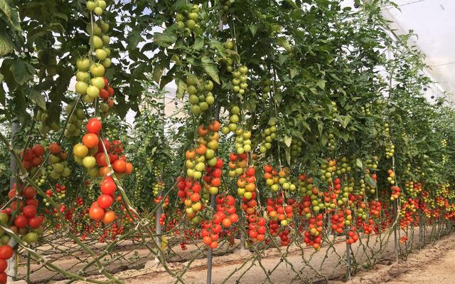 Органическое выращивание томата