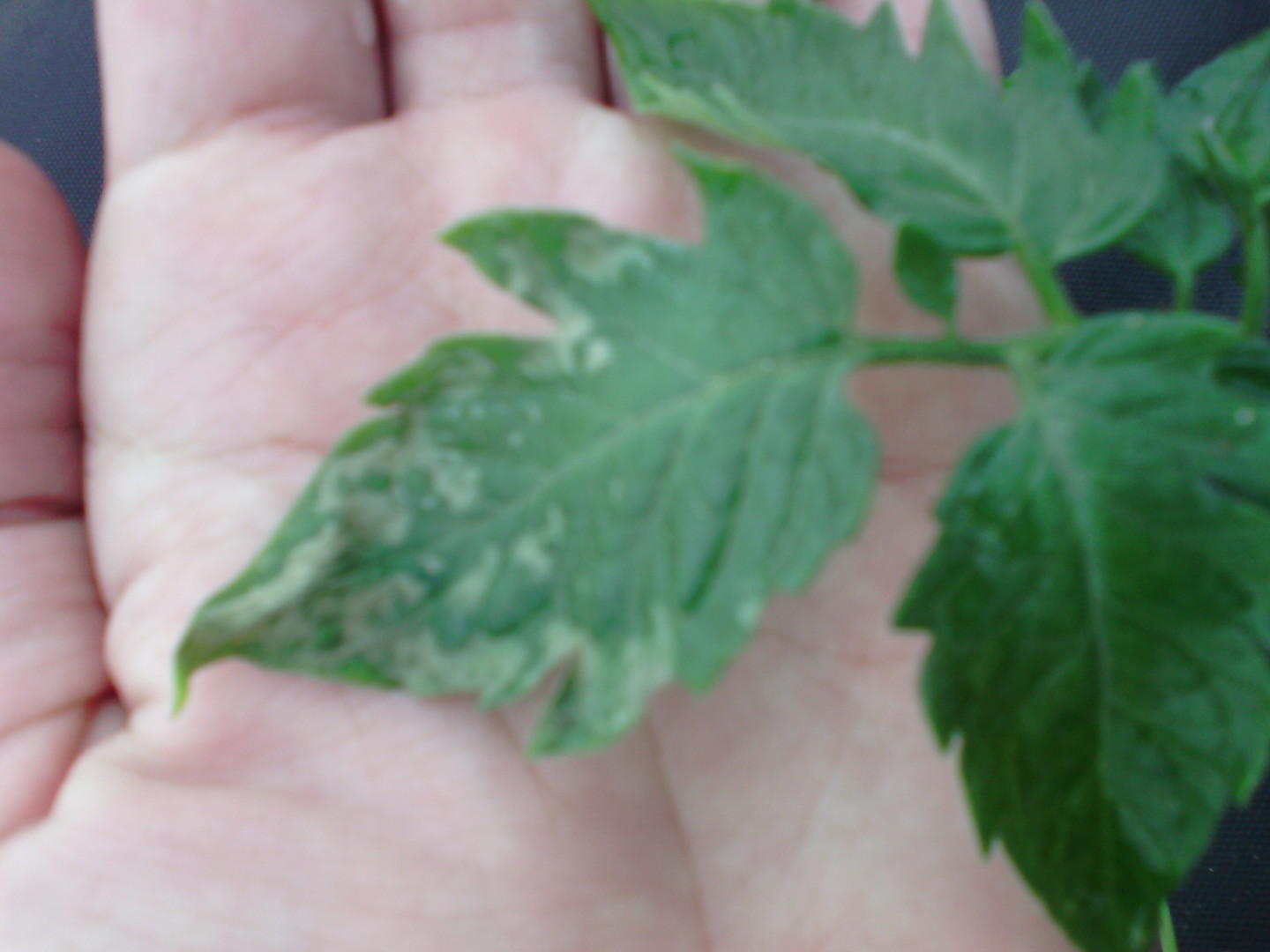 На листьях рассады томатов появились сухие пятна фото как лечить