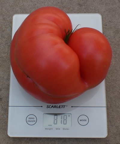 Нестандартные плоды томата.