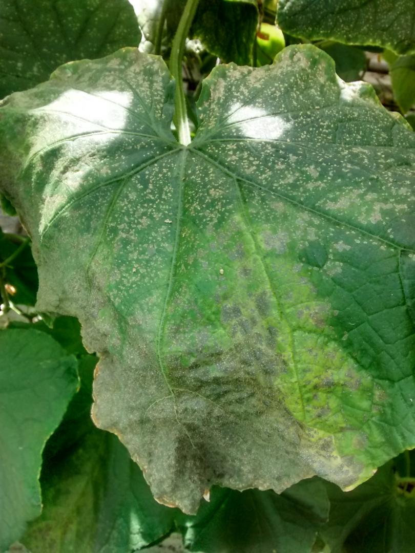 Бактериальный ожог огурцов фото листьев лечение
