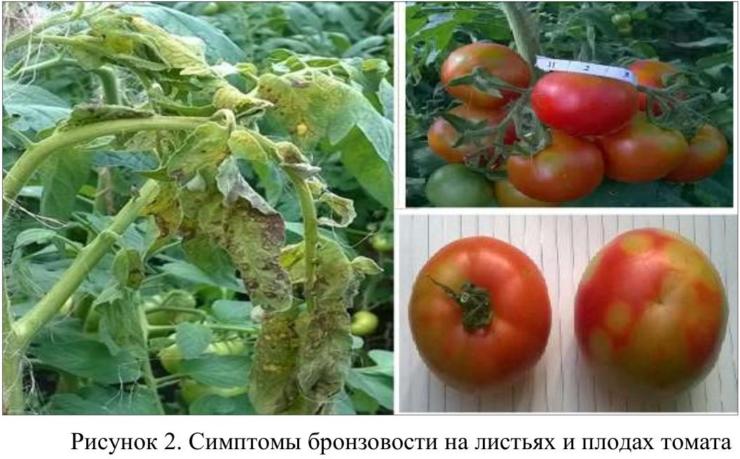 Вирусная мозаика томатов фото и их