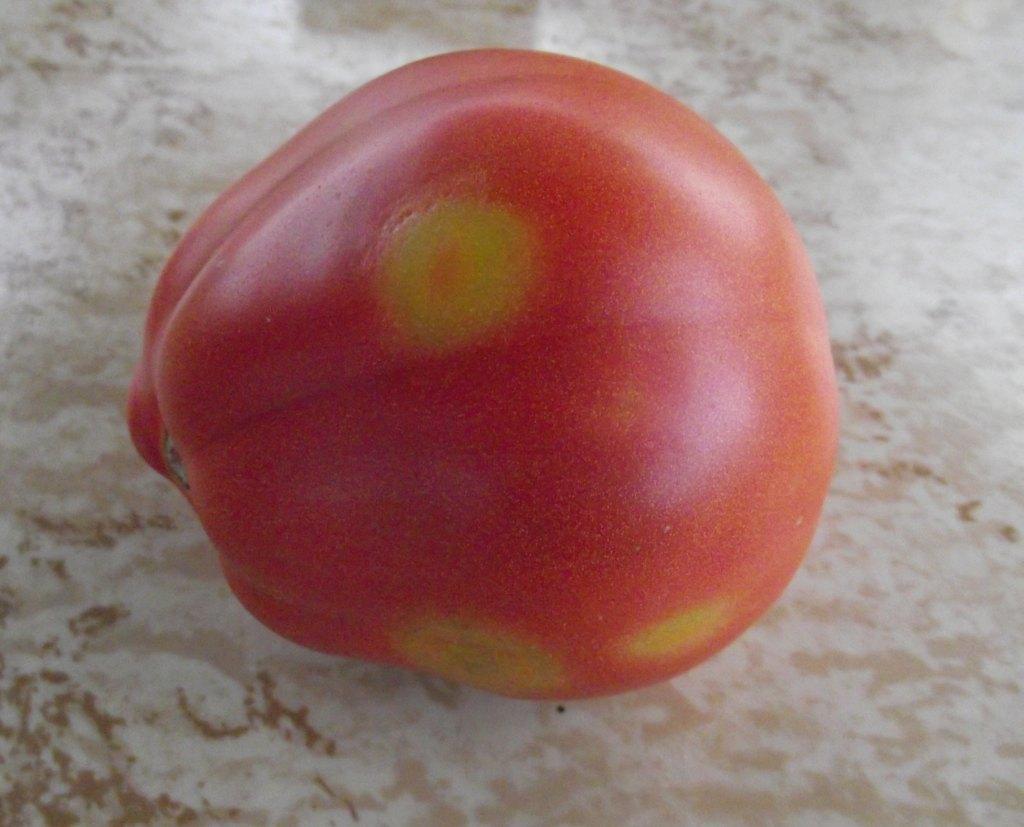 Почему помидоры желтыми пятнами. Пятна на плодах томатов. На помидорах пятна на плодах. Пятнистость на плодах томатов. Белые пятна на помидорах на плодах.
