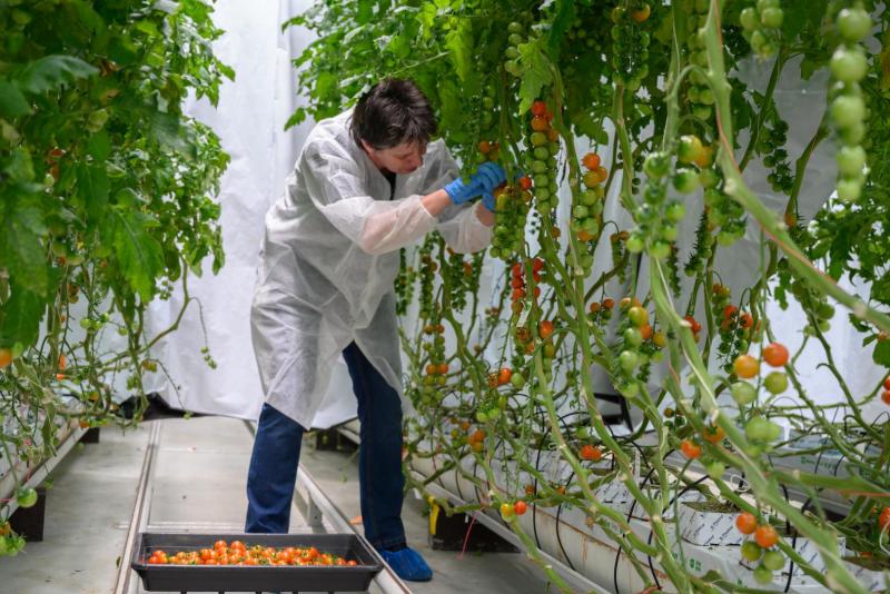 Researchers-at-Wageningen-University-Study-Tomatoes-With-Fluence_WEB.thumb.jpg.bfb656d3f20c77e6a25e672481c135fe.jpg