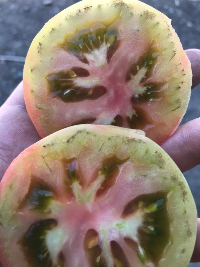 Кожура плодов. Серостенность плодов томатов. Коричневые пятна на помидорах. В помидорах черные прожилки.