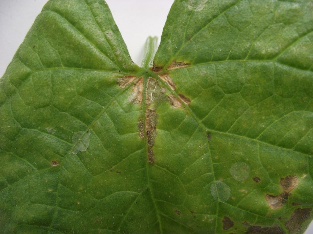 Листья огурцов в дырочку кто ест фото