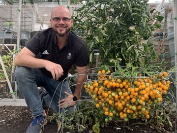 Британец Дуглас Смит собрал 839 томатов с одного растения.jpg