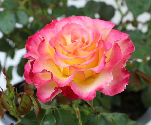 Роза "True Sincerity" (с анг. Настоящая искренность) из линейки True Bloom™ (Altman Plants)