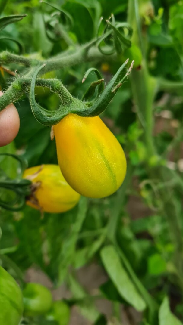Желтый томат