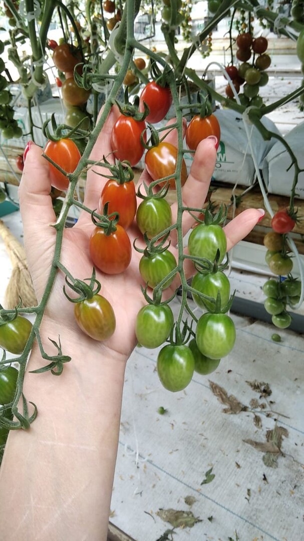 Черри томаты от Семко