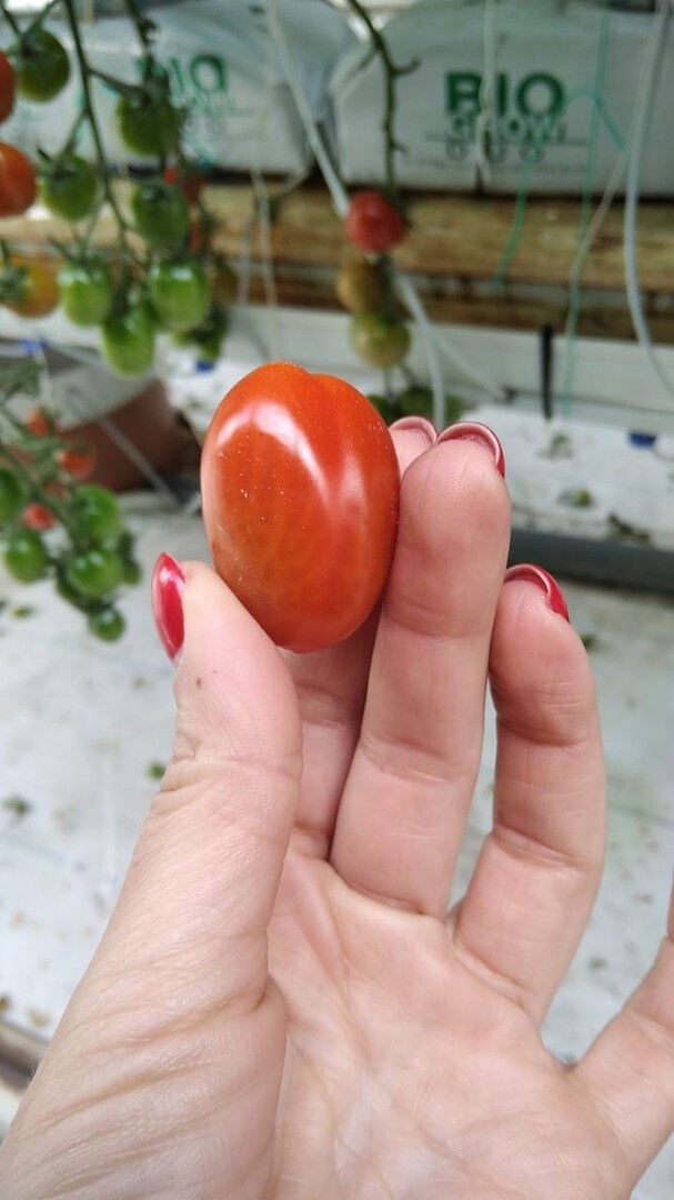 Черри томаты от Семко