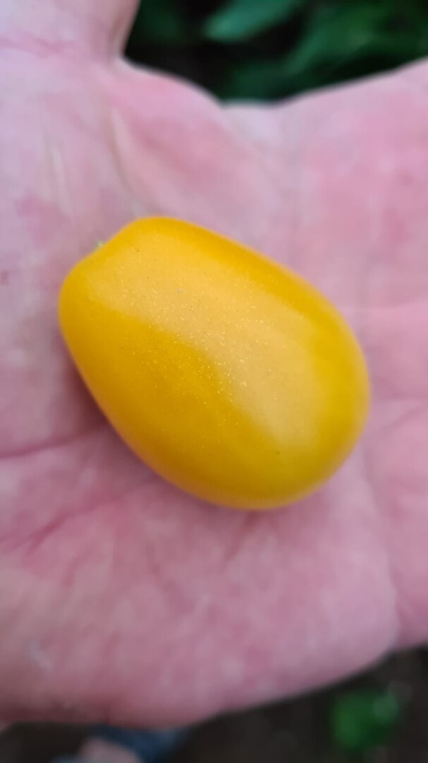 Желтый томат
