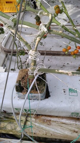 Плотность растений томата на м2