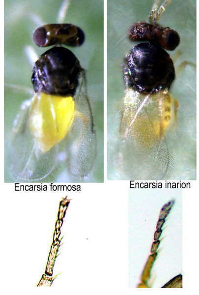 E.formosa-E.inarion1.thumb.jpg.47e692386ef34bb050018a74bc06599c.jpg