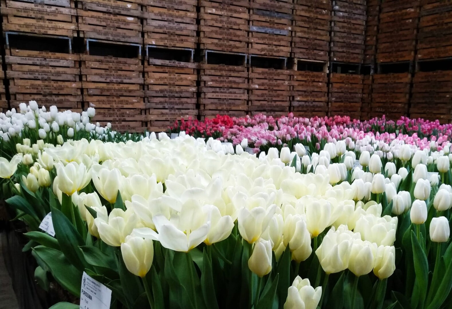Выгонка тюльпанов. Голландские тюльпаны. Тюльпаны из Голландии. Цветы для выгонки. Что такое выгонка тюльпанов