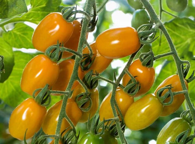 10 cортов тепличных томатов, на которые можно обратить внимание