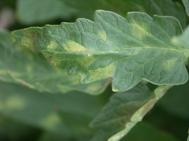 Passalora fulva (оливковая пятнистость или кладоспориоз)