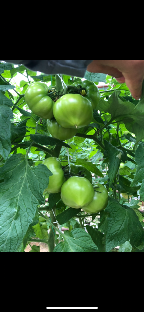 Интересная особенность плодов у томата F1 Тивай - Технологии выращиваниятомата, гибриды и сорта - GreenTalk.ru