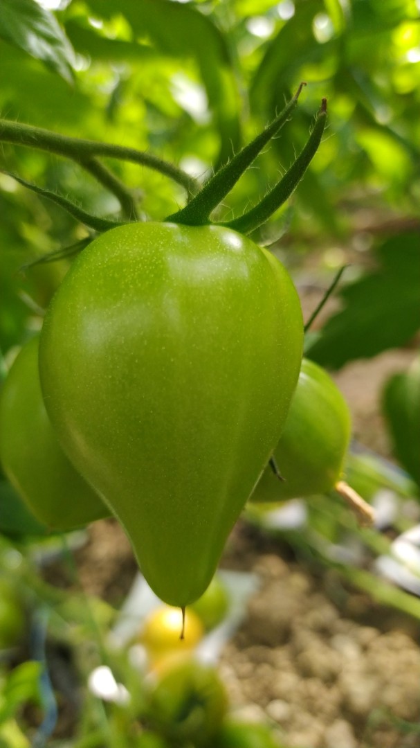 Интересная особенность плодов у томата F1 Тивай - Технологии выращиваниятомата, гибриды и сорта - GreenTalk.ru